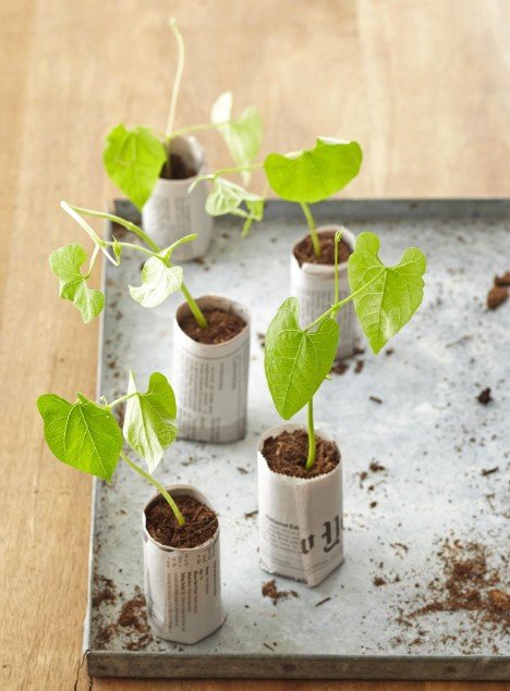 Seedling.jpg