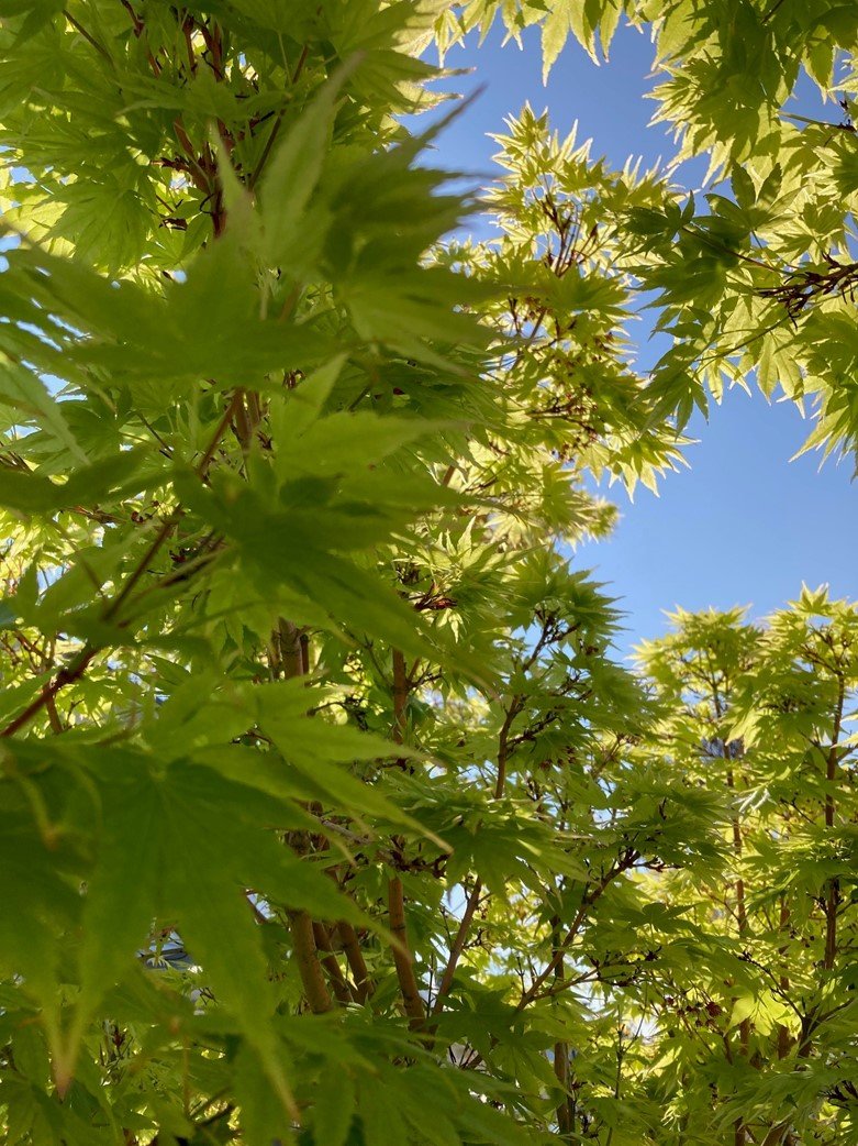 Maple tree.jpg