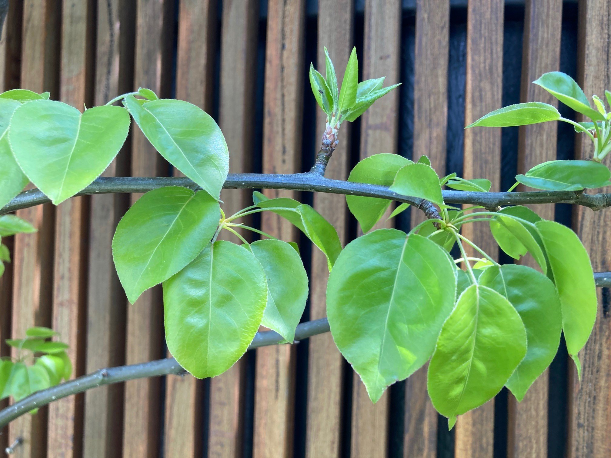 greenery in front of fence.jpg