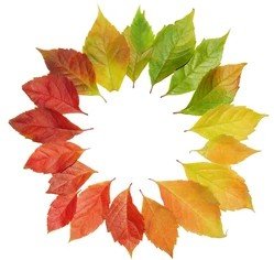 leaf pie.jpg