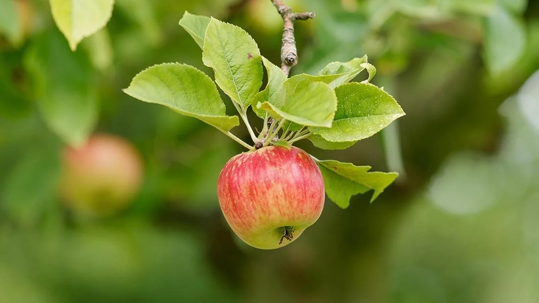 close up of red apple hanging from tree