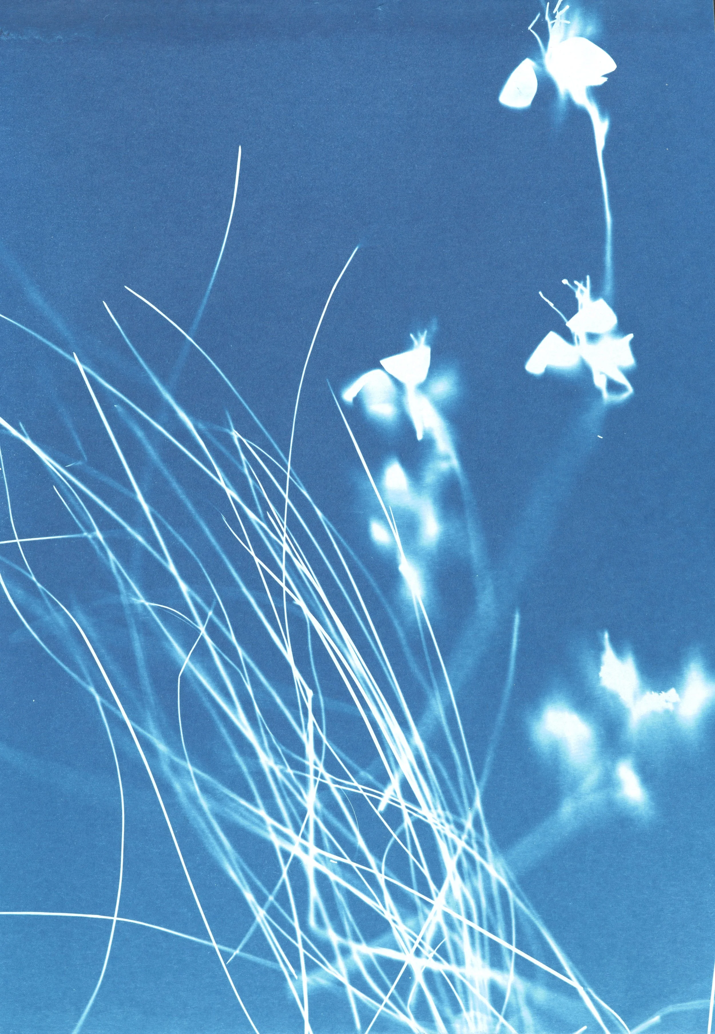 We offer cyanotype workshops. Discover the fascinating world of blue tones, and create photograms or cyanotypes from digital negatives.