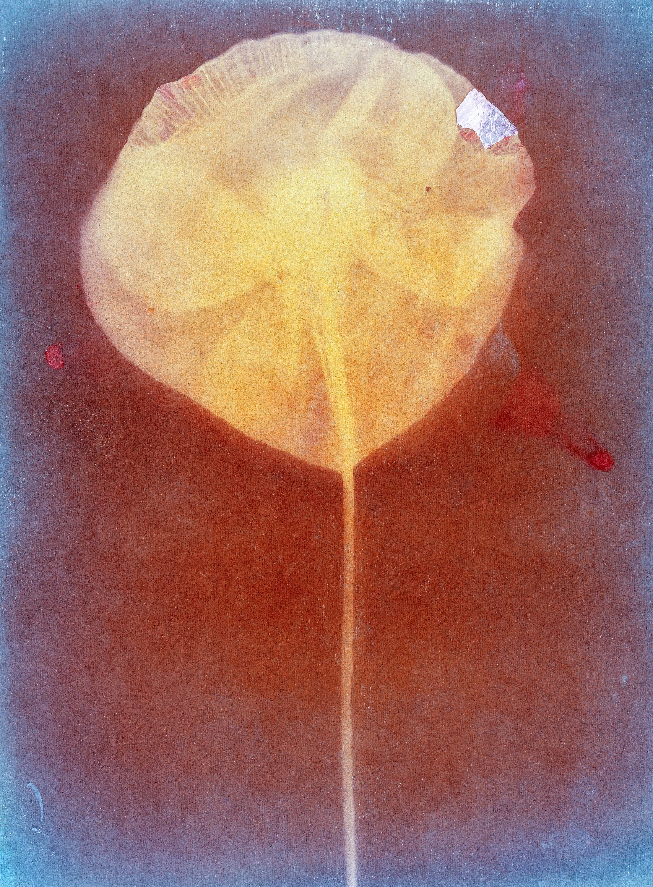 Ausstellung Flügelschlag von Ester Vonplon im Fotomuseum Schweiz, Fineart Prints