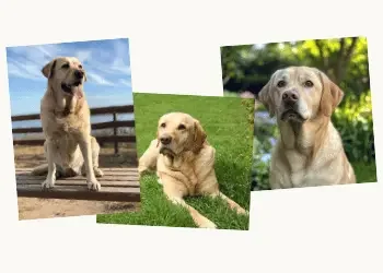 Collage of three images of a yellow Labrador retriever dog in different settings
