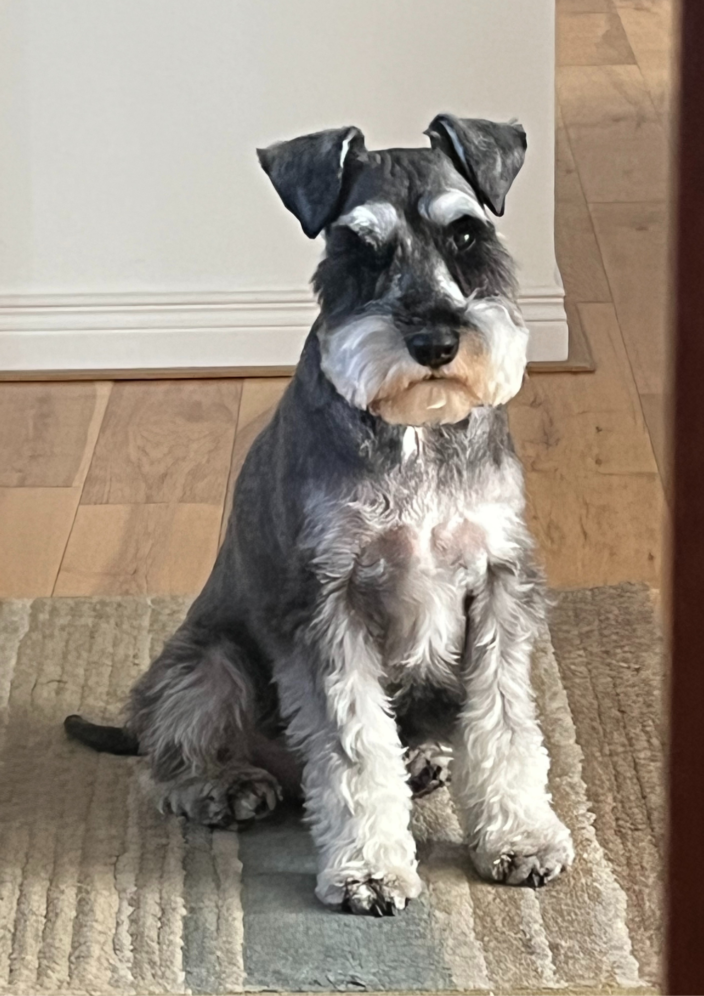 SMALL DOG PORTRAIT (4).png