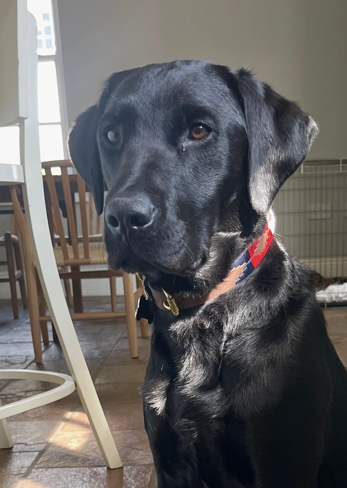 Black Labrador - Before photo
