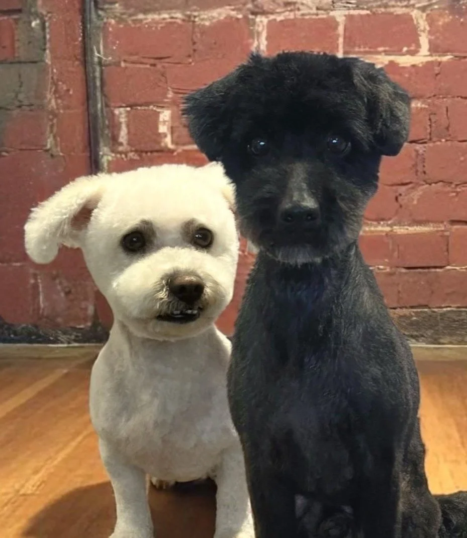 Image of 2 dogs. Black and white Bichons called Widget & Sprocket