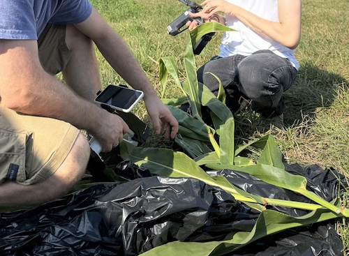 First Maize Measurement Campaign 2024