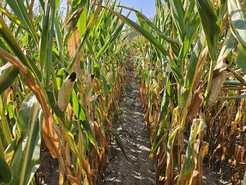 When to Harvest Maize?