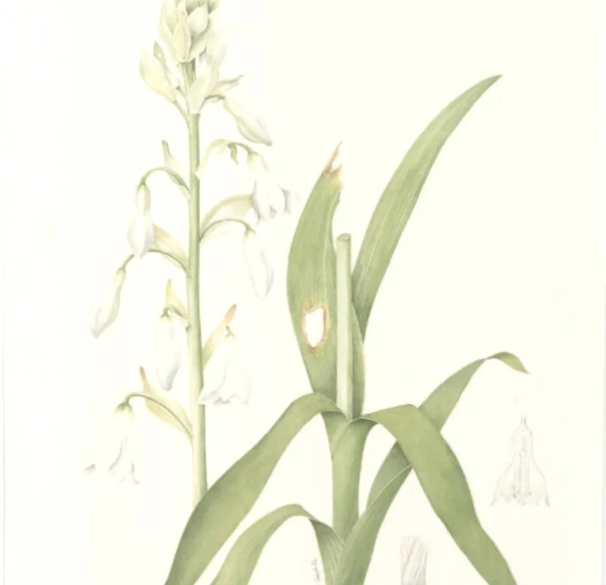 Dugald Graham-Campbell