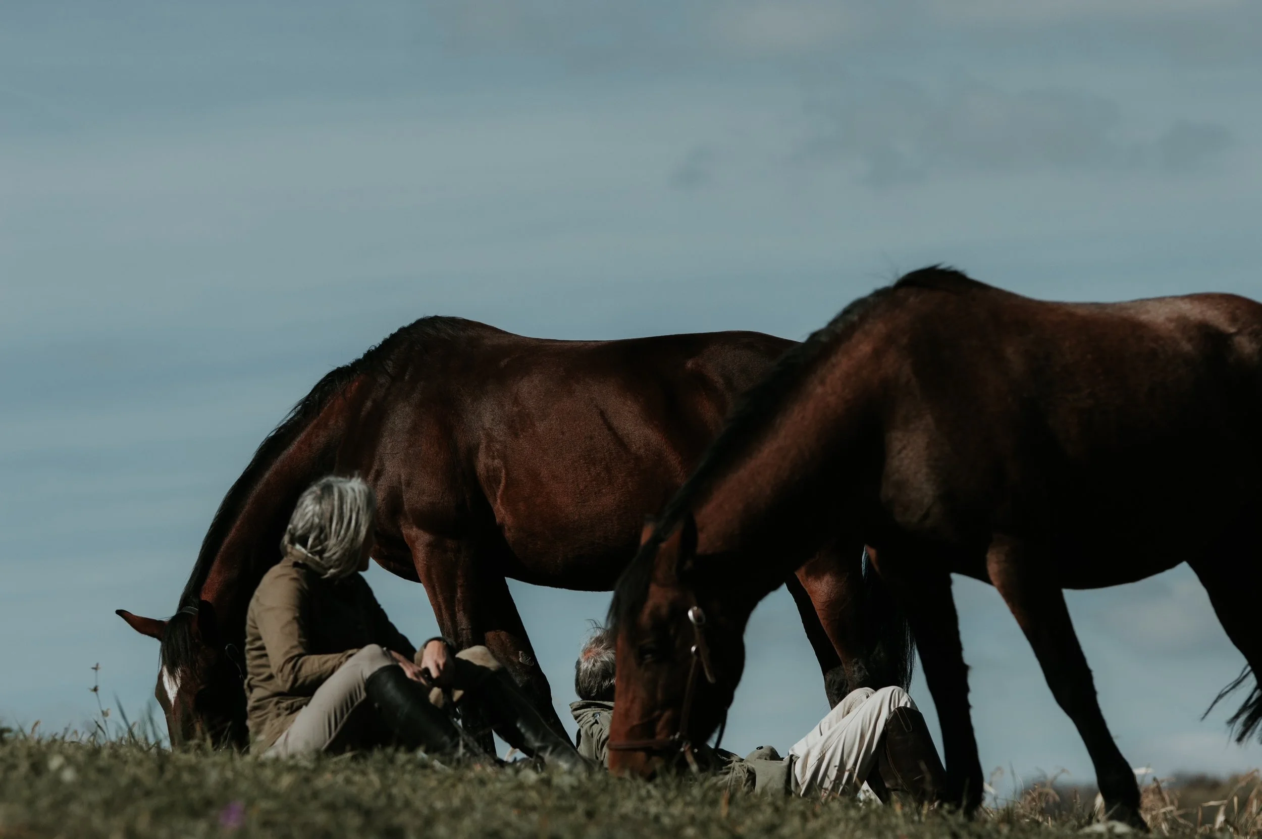 Talk:James and Rachel de Candole, " An Illustrated Grasslands Herbarium”.