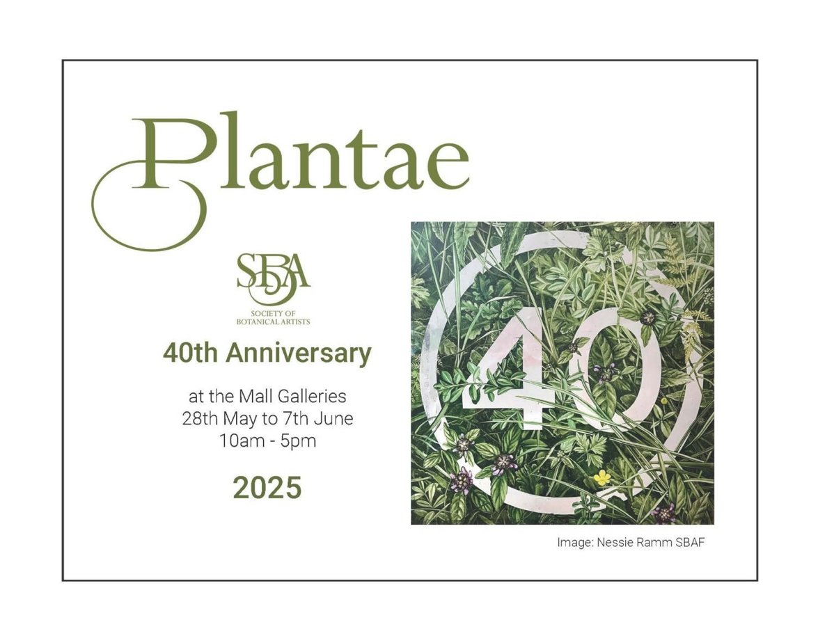 2025-The Florilegium are affiliating with The Society of Botanical Artists in a big anniversary year for both groups. The SBA have generously given us the opportunity to showcase nine of our artworks to the Plantae 2025 audience at The Mall Galleries