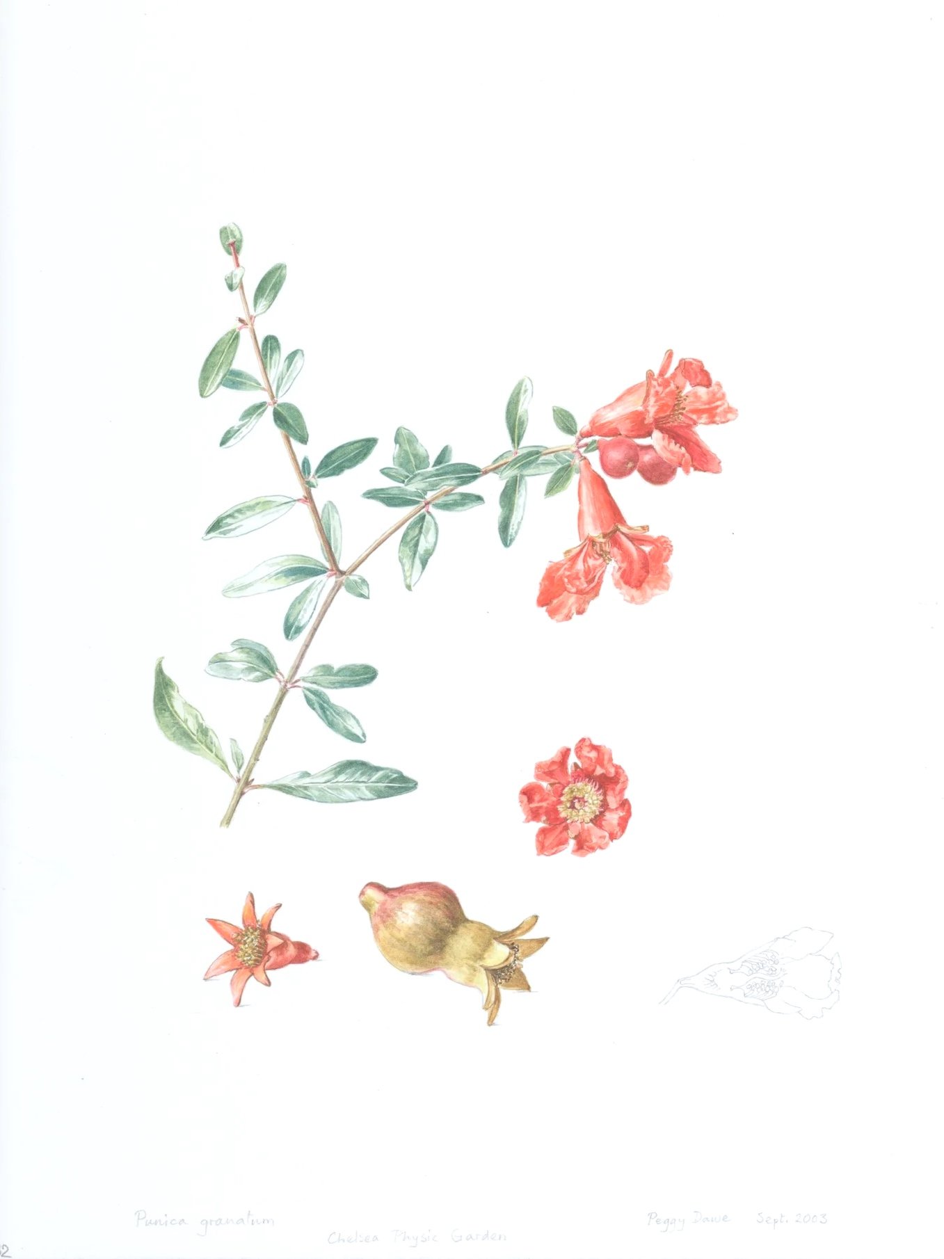 Caroline Hervey-Bathhurst