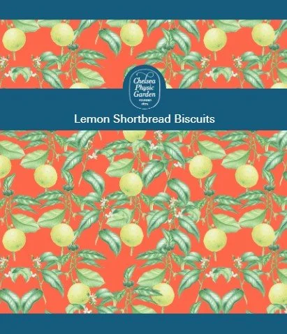 MediumDrumBiscuit-LemonShortbread 2.jpg