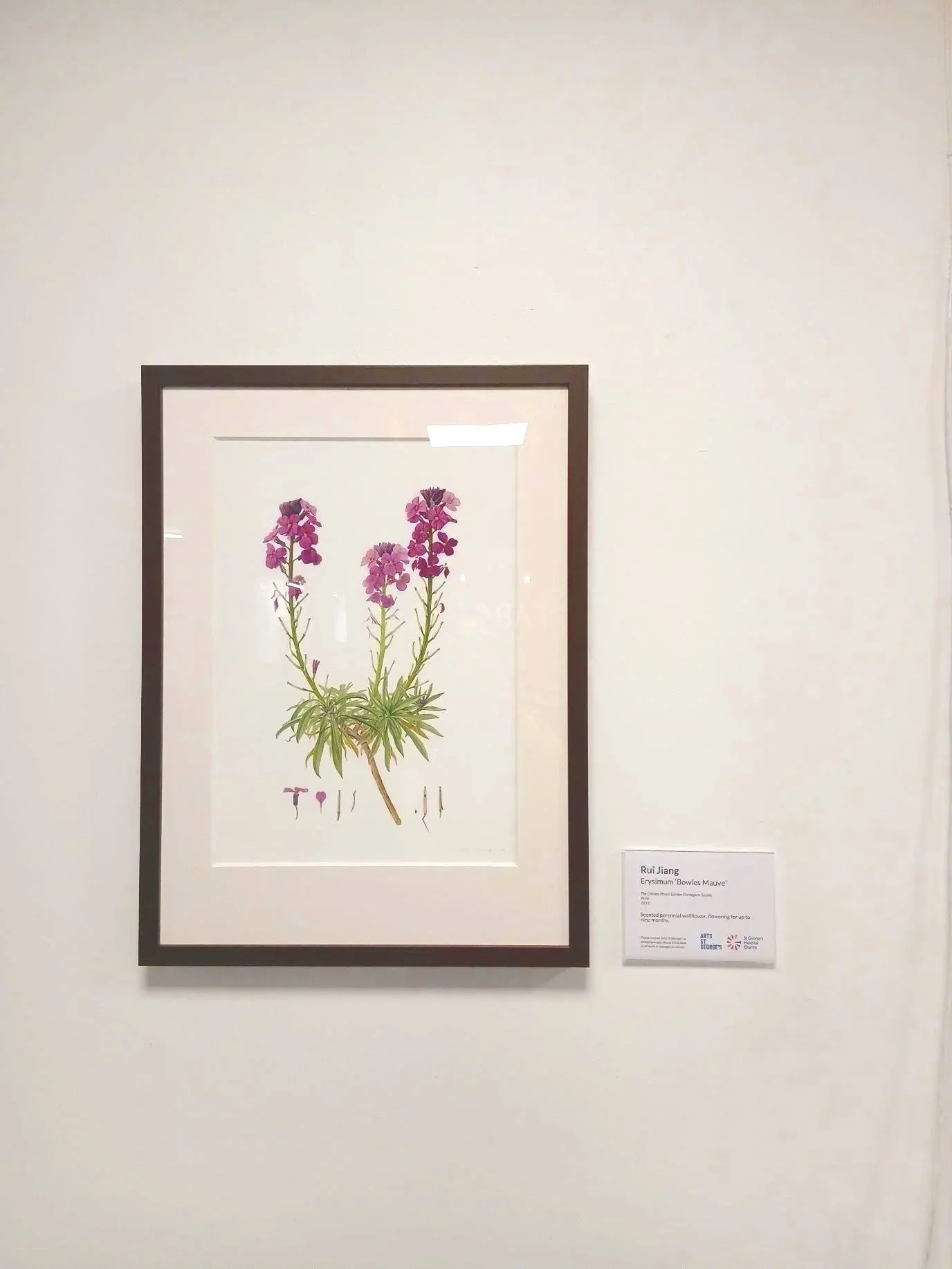 Artwork donation to St.George's Hospital, Tooting, Acute Gynaecology Ward