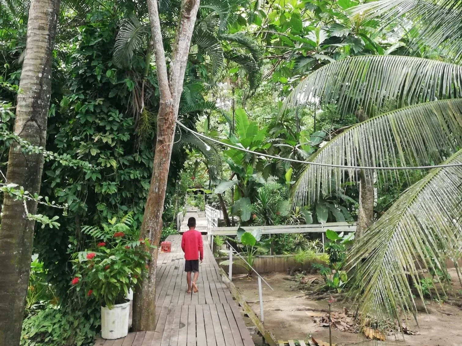 Chaikuni Rao (biljka učiteljica)