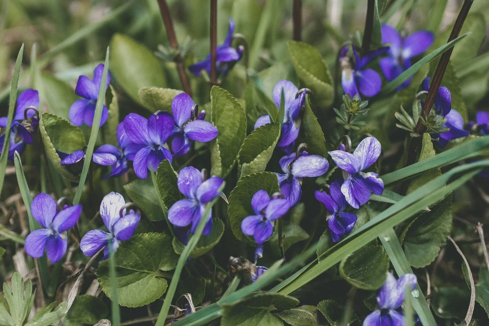 Putovanje i Sanjanje s Ljubičicom 08.-15.03.2026.