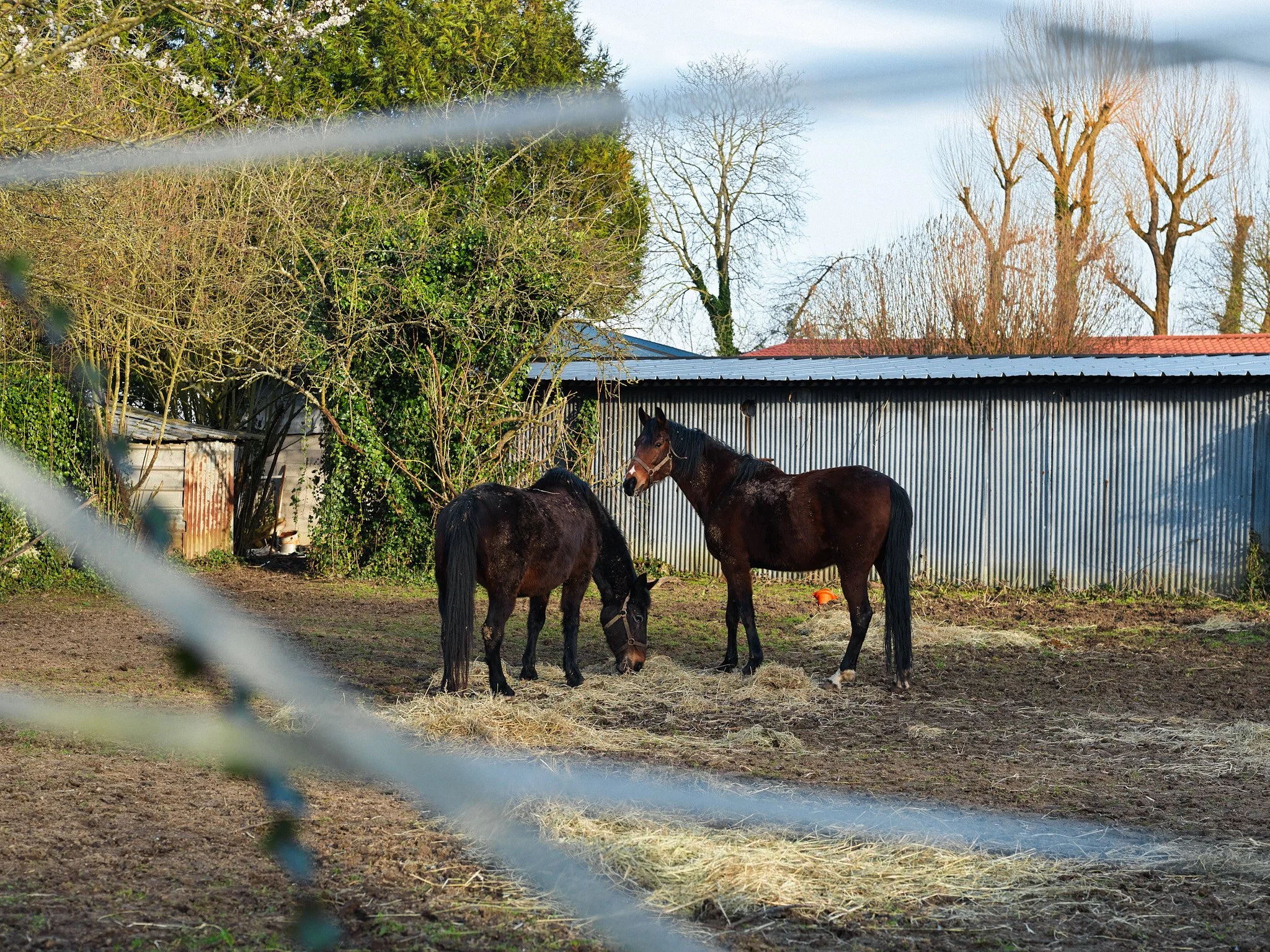 Two horses in a rural fenced area, one is eating hay and the other is standing nearby, with trees and a metal shed in the background.