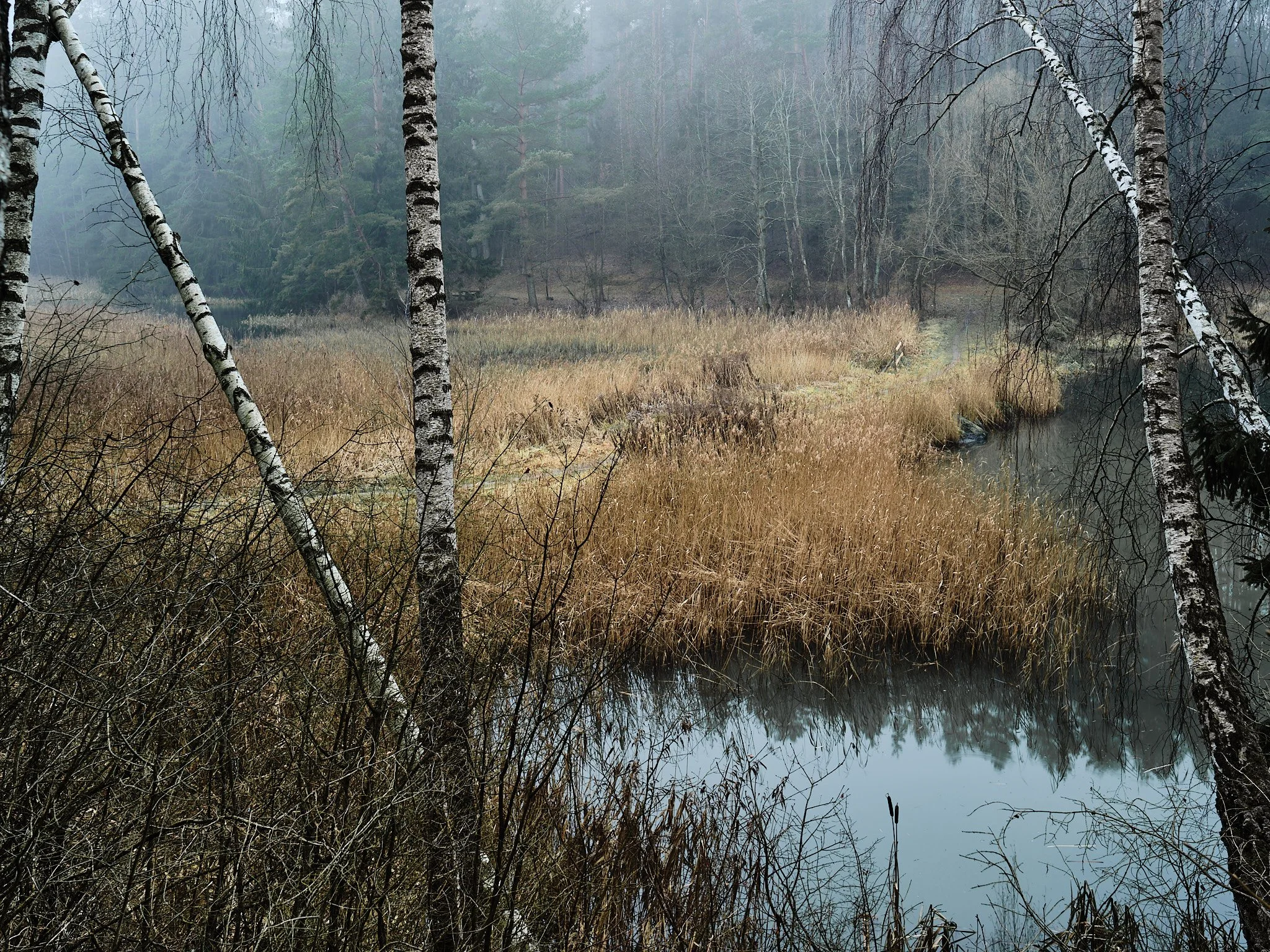 A foggy wetland scene with tall grasses, a small body of water, and leafless trees in the background.