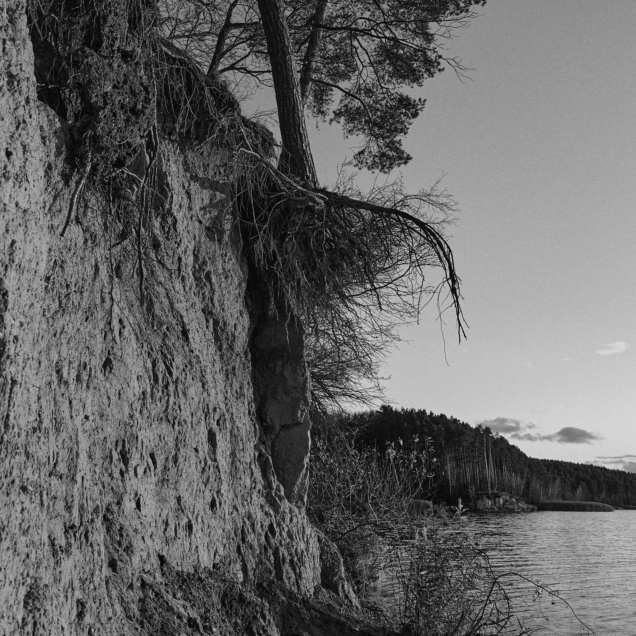 Black and white photo of a rocky cliffside with trees, some roots exposed, beside a body of water with a treeline in the background.