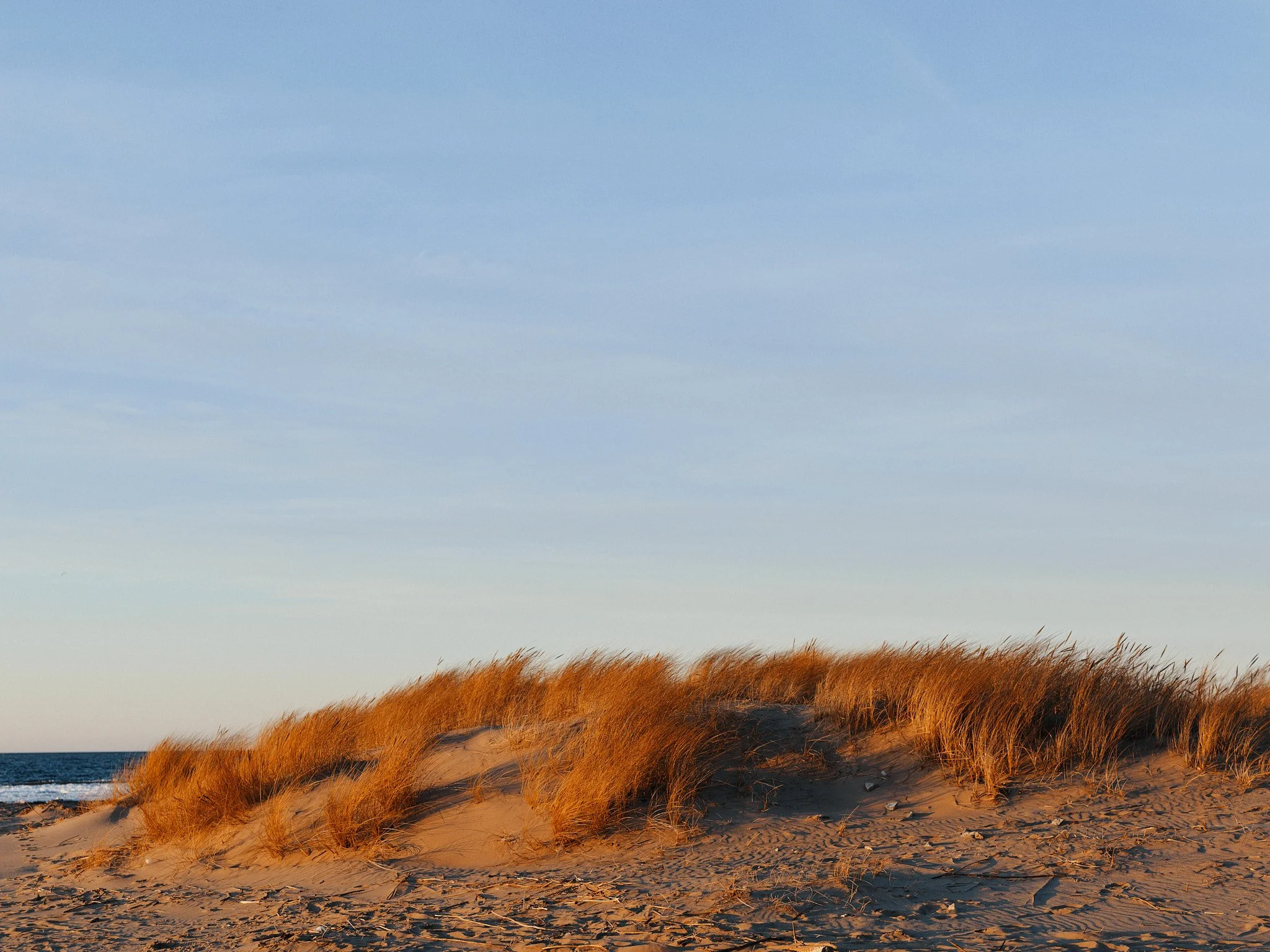 Sandy beach with tall grasses growing on sand dunes under a blue sky.