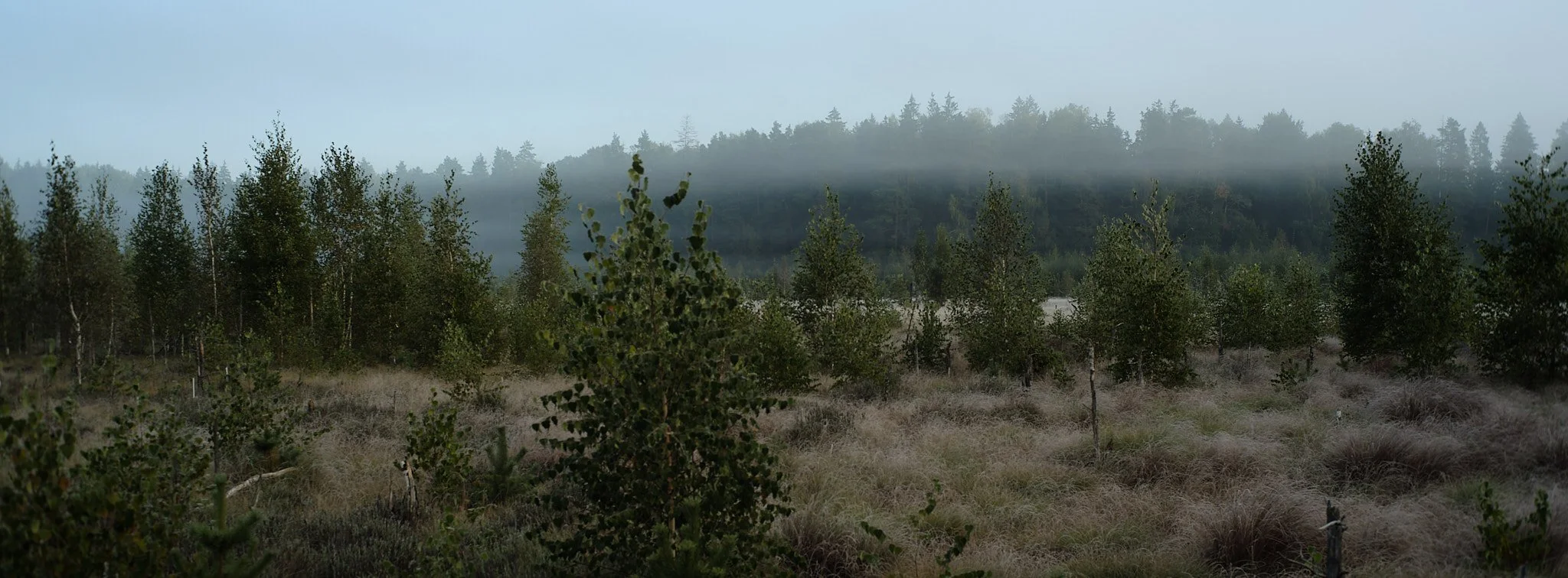 A foggy forest landscape with trees and low-lying vegetation, hazy hills in the background.