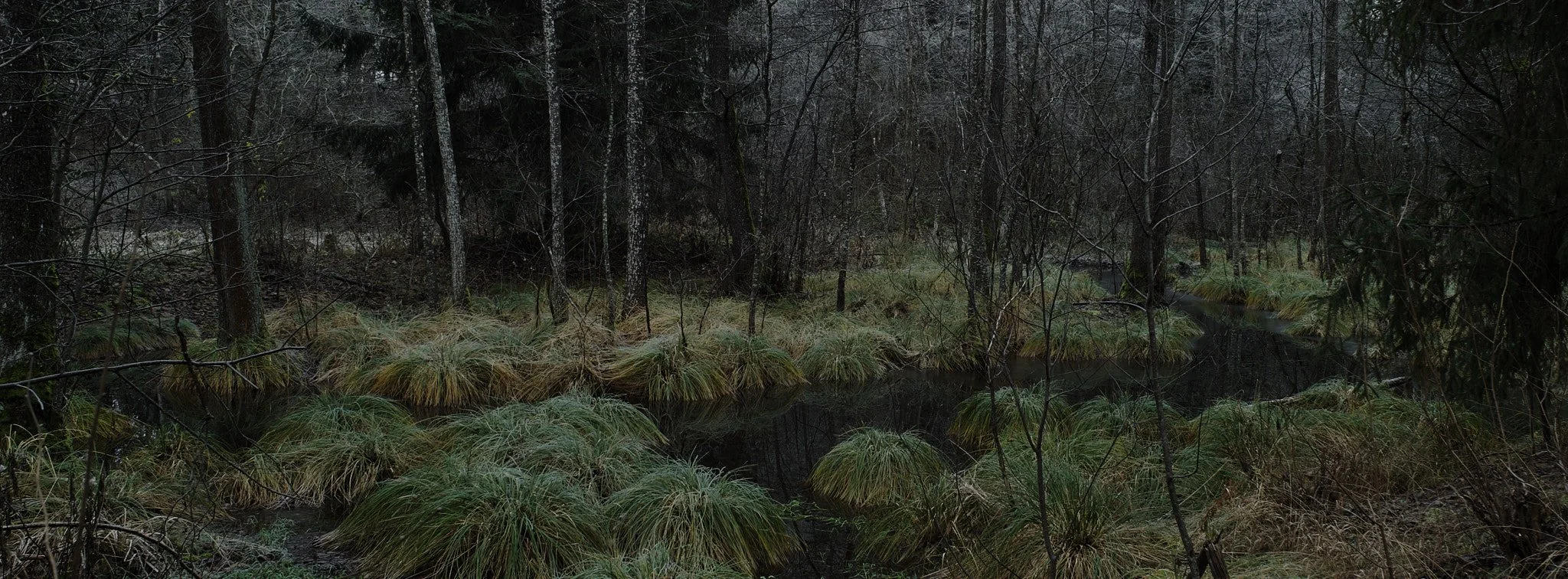 A dark, wooded forest scene with a small stream running through the underbrush and tall trees surrounding it.