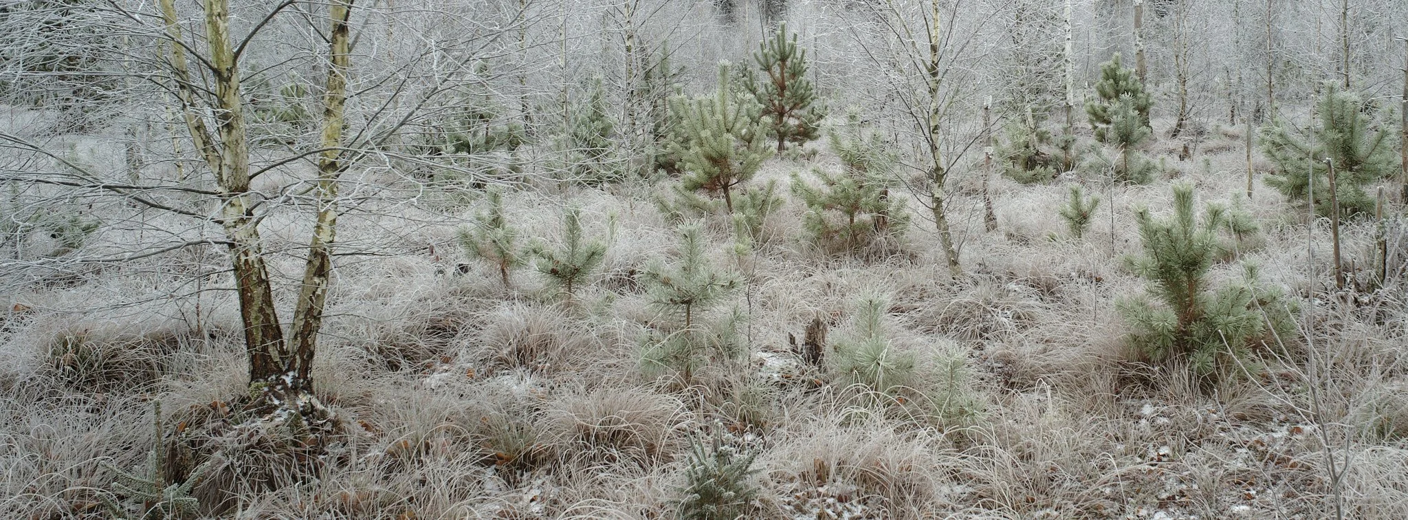 Snow-covered grass and small pine trees in a winter forest