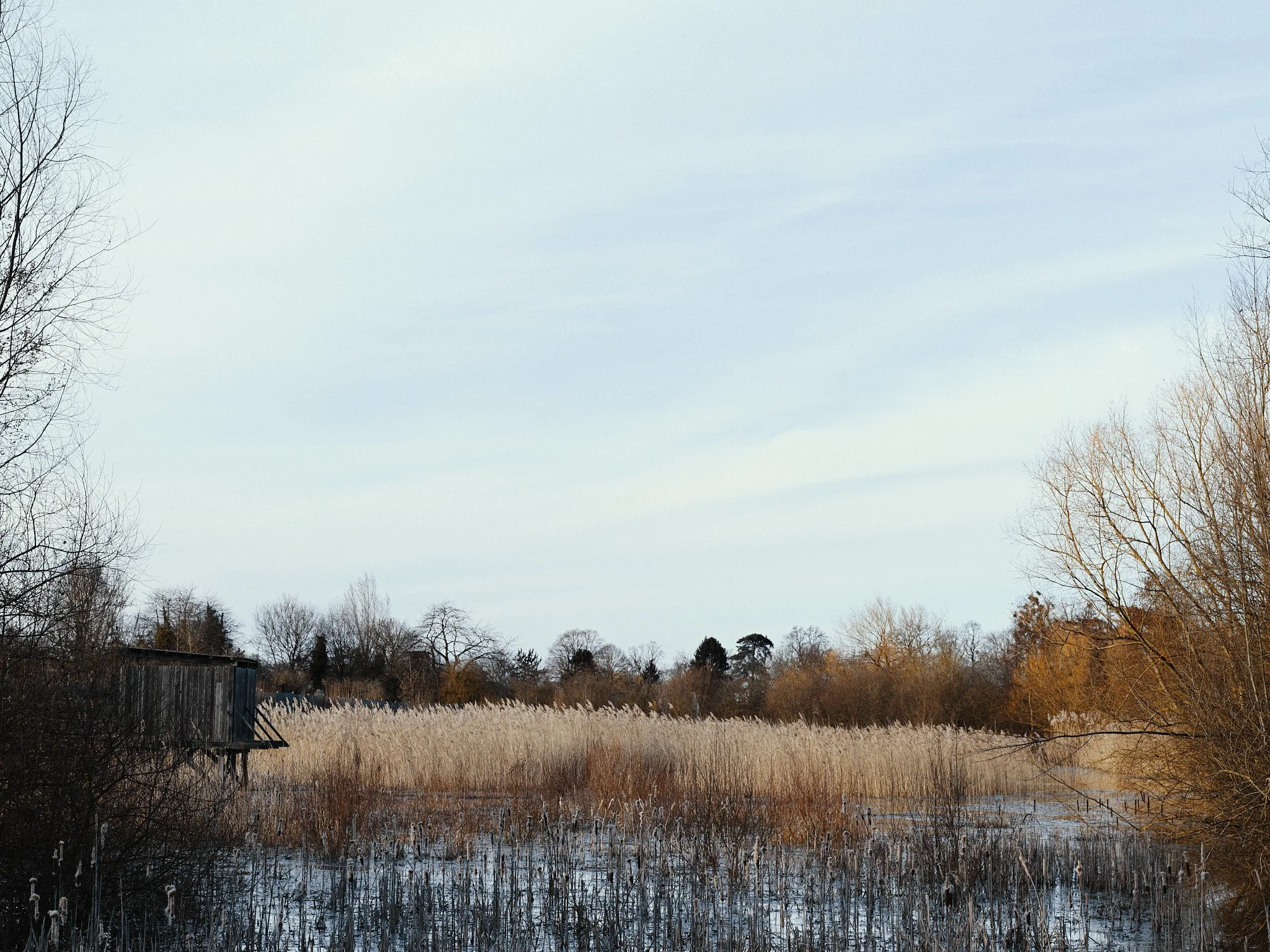 A wetland scene during late fall or early winter with tall dry grasses, leafless trees, and a small wooden structure on the left. The sky is overcast with light clouds, and the water reflects the surroundings.