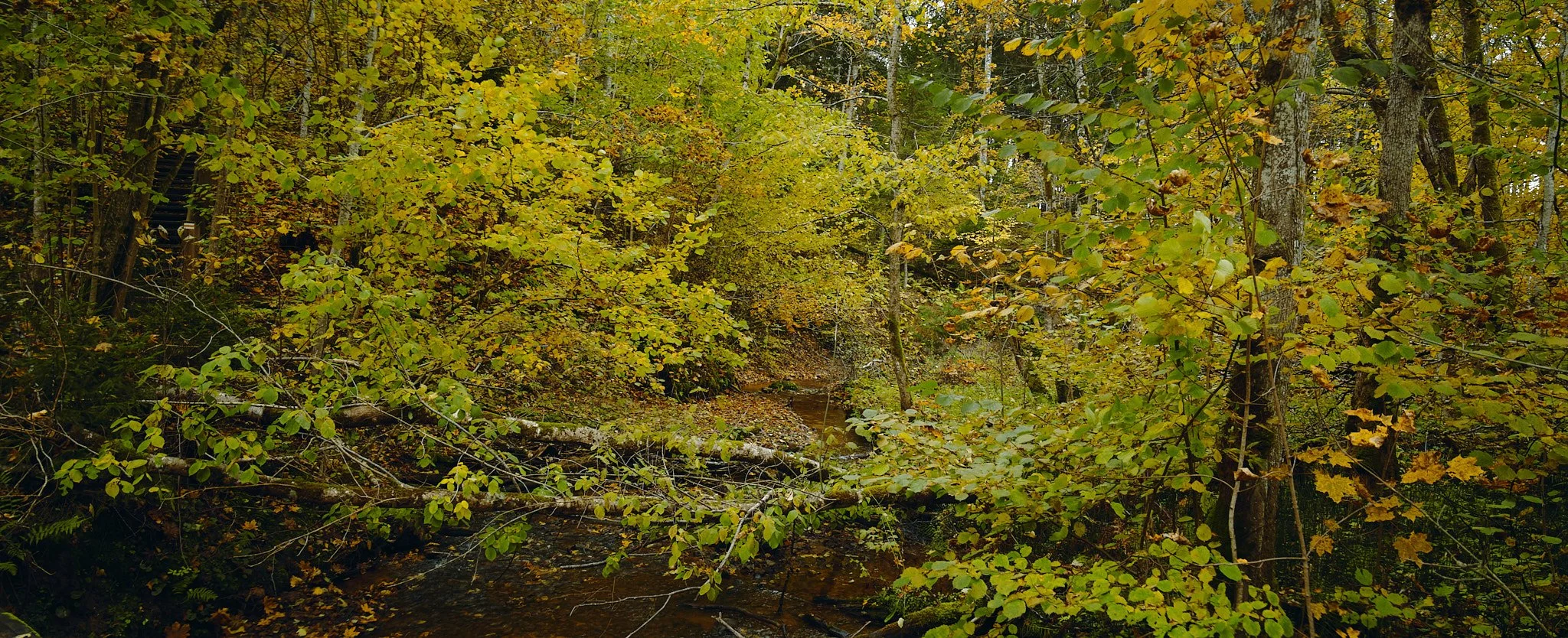 A dense forest with green and yellow leaves, a small stream running through the woods, and fallen branches on the ground.