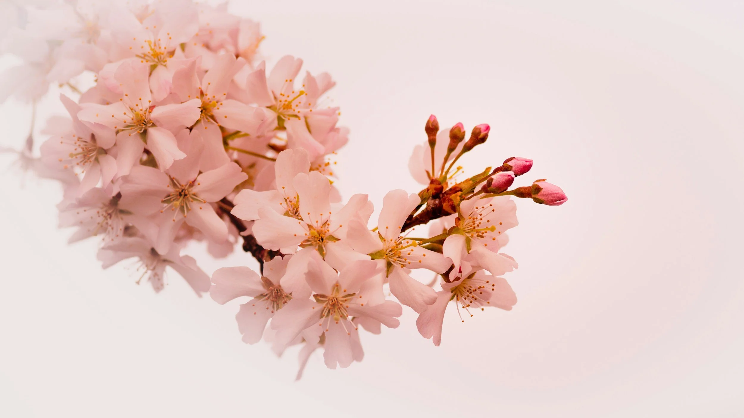 Close-up of pink cherry blossoms with some buds on a light background