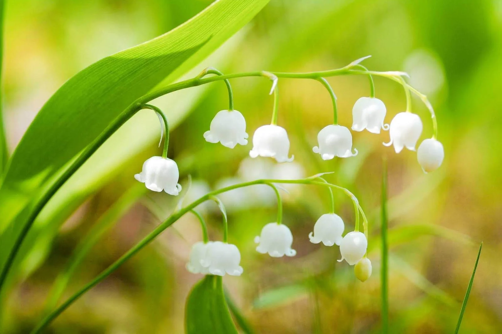 Lily-of-Valley4.jpg