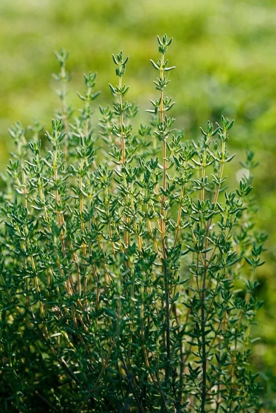 THYME.jpg