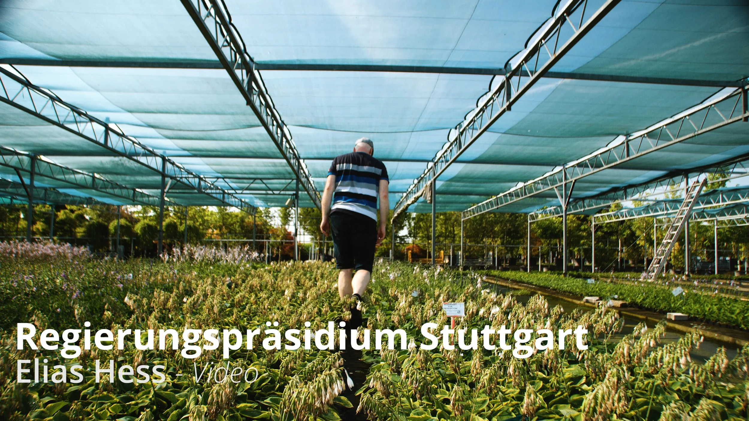 Ein Mann geht durch eine Gewächshauskultur mit zahlreichen Pflanzen, das von blauen Sonnenschutzplanen bedeckt ist.