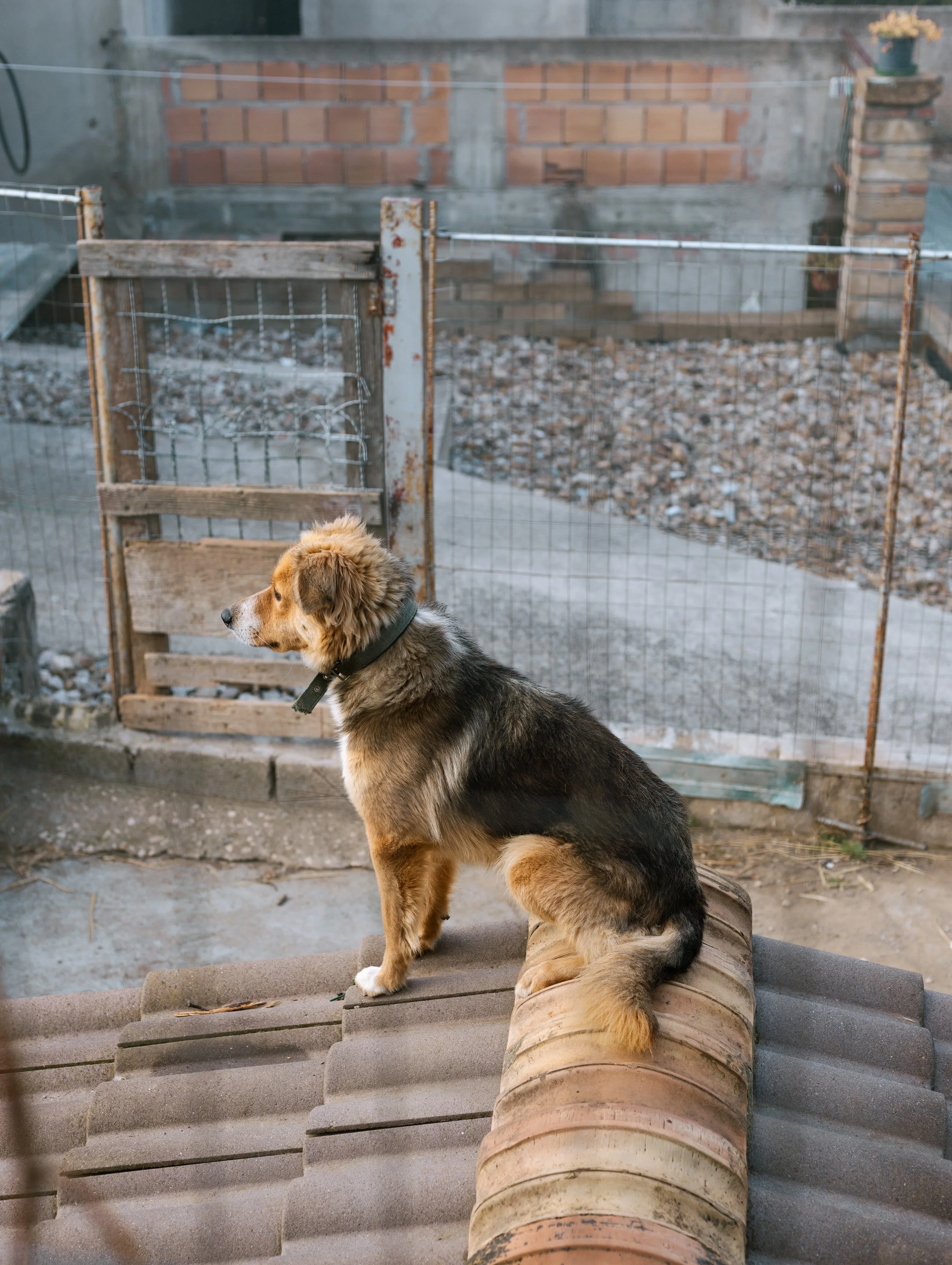 Un chien tricolore assis sur un tuyau en terre cuite sur une toiture, regardant vers la gauche, dans un environnement extérieur avec une clôture en fil métallique et un mur en brique en arrière-plan.