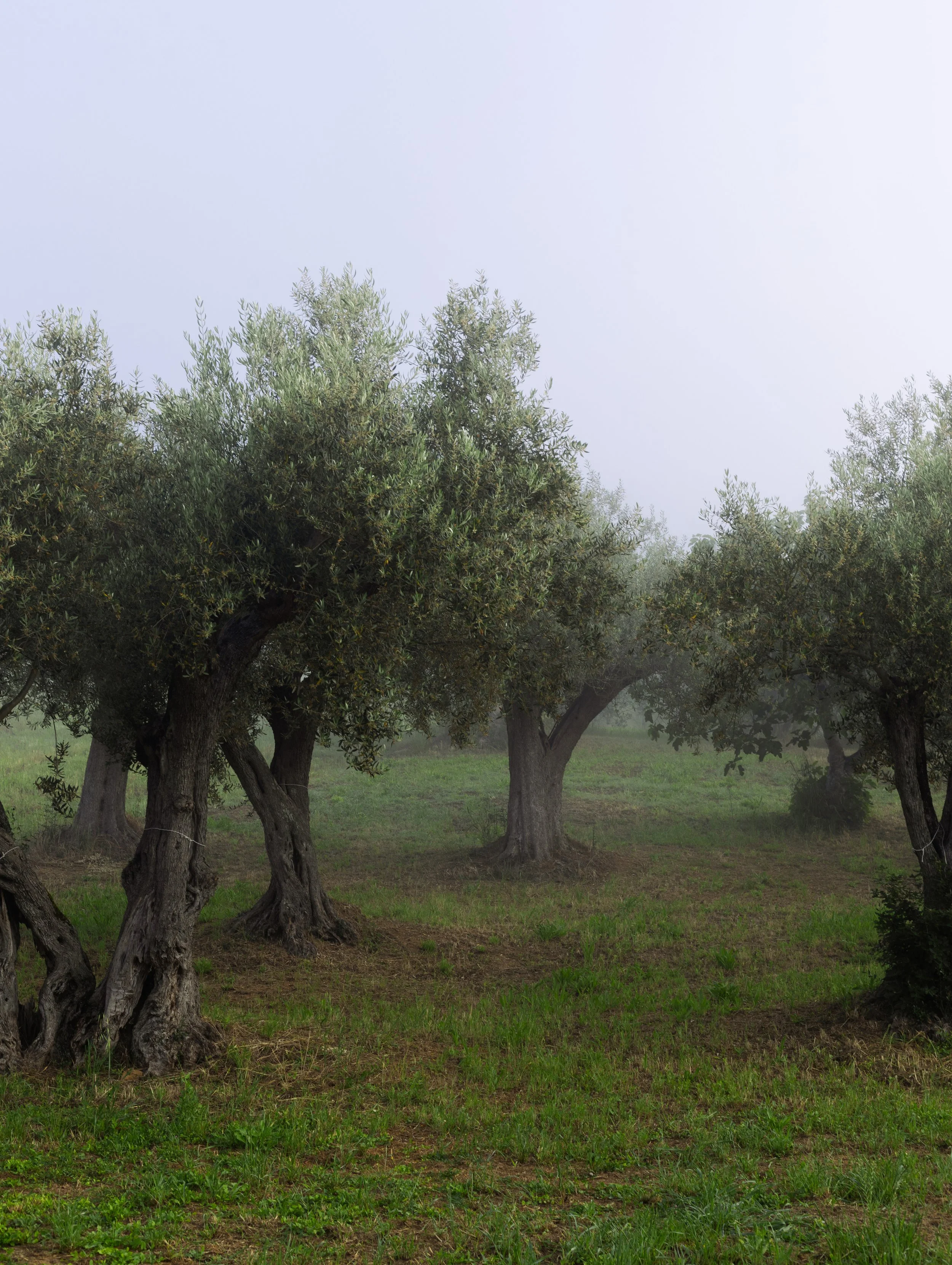 Un verger avec des oliviers sous un ciel brumeux.