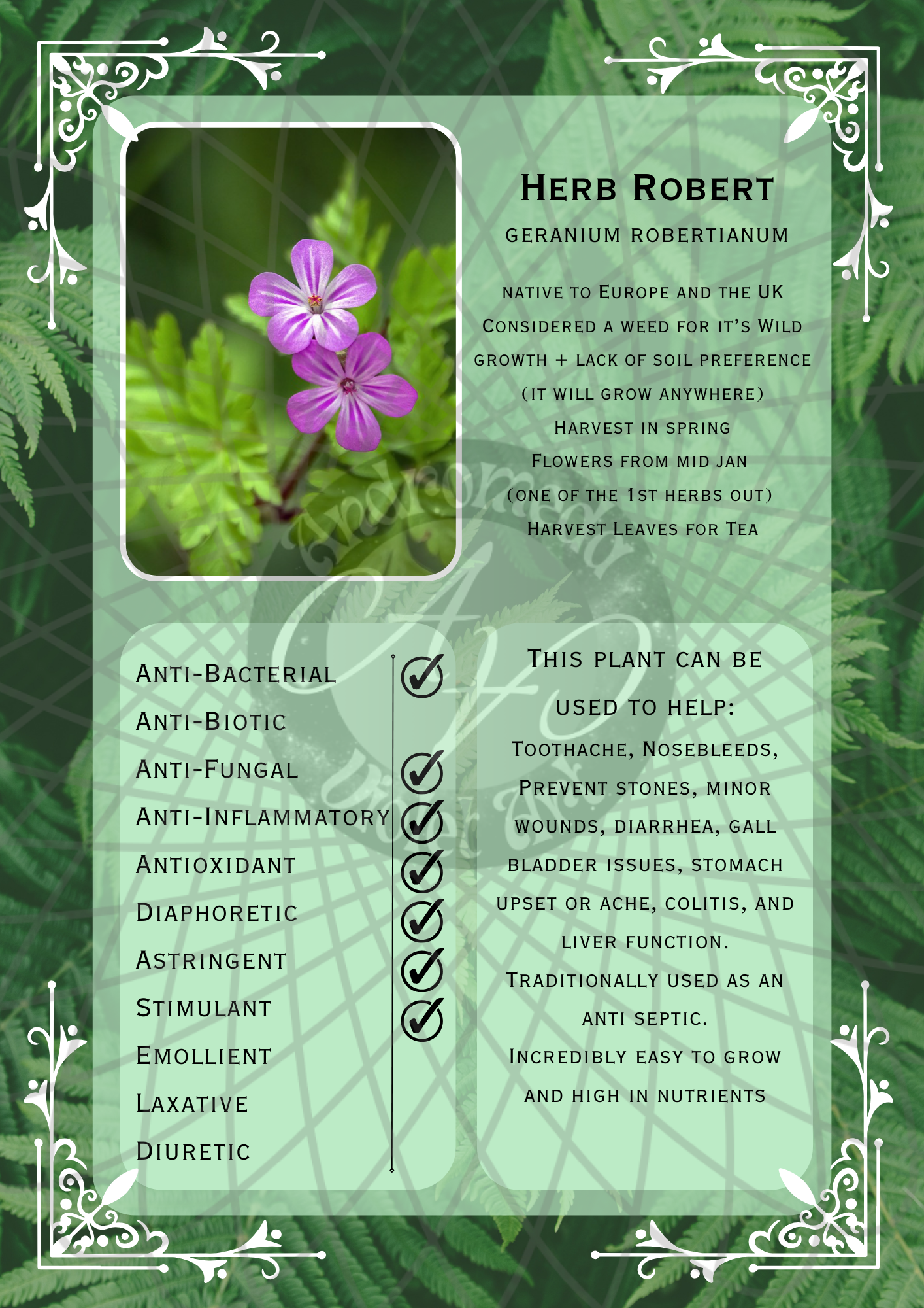 Herb Robert Light -WM (2).png