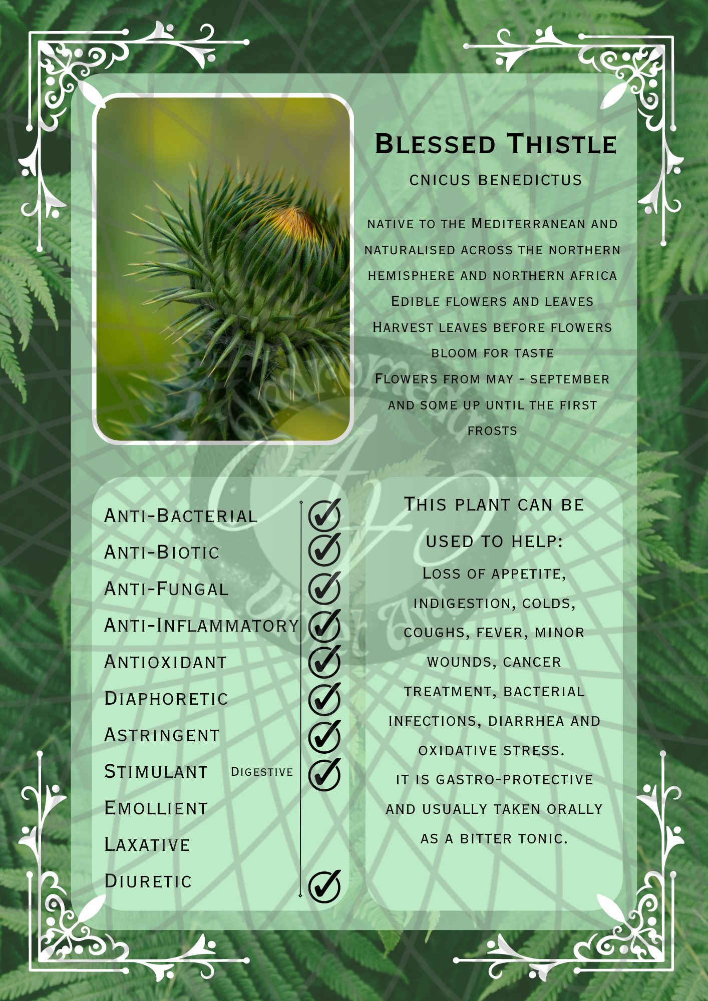Blessed Thistle Light -WM .png