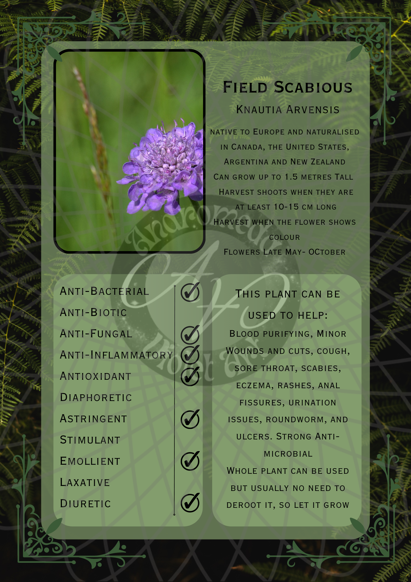 Field Scabious Dark -WM .png