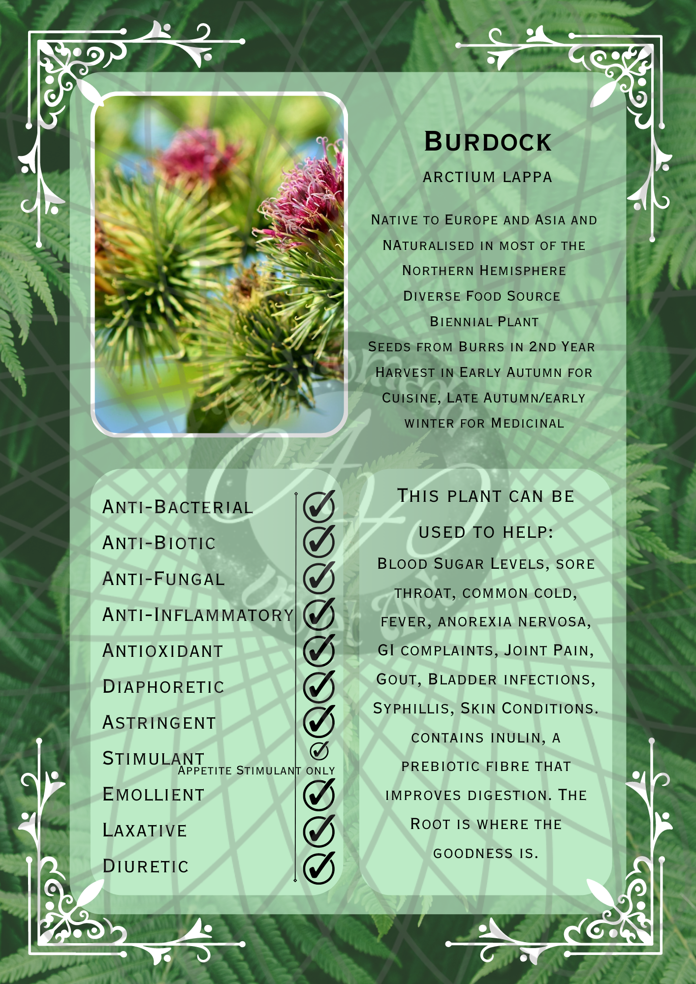 Burdock Light -WM .png