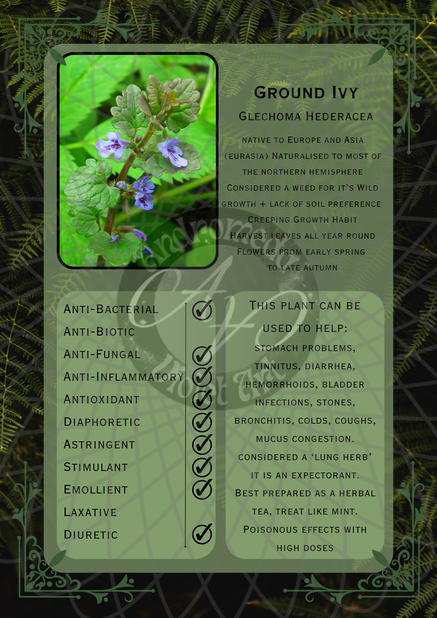 Ground Ivy Dark -WM .png
