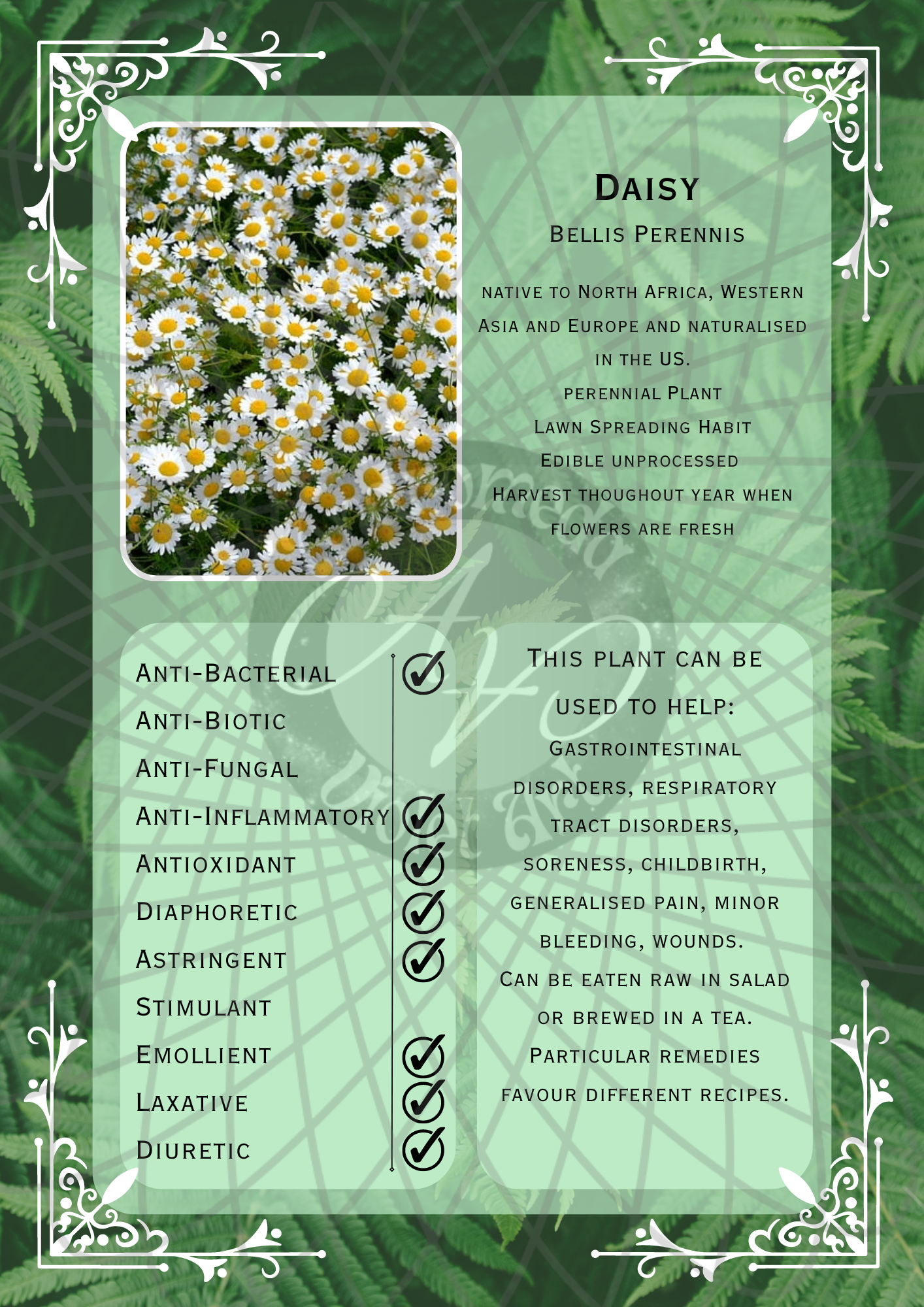 Daisy Light -WM.png
