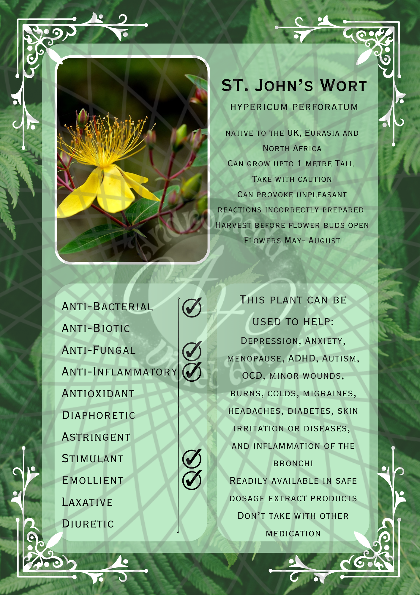 ST. John’s Wort Light -WM .png