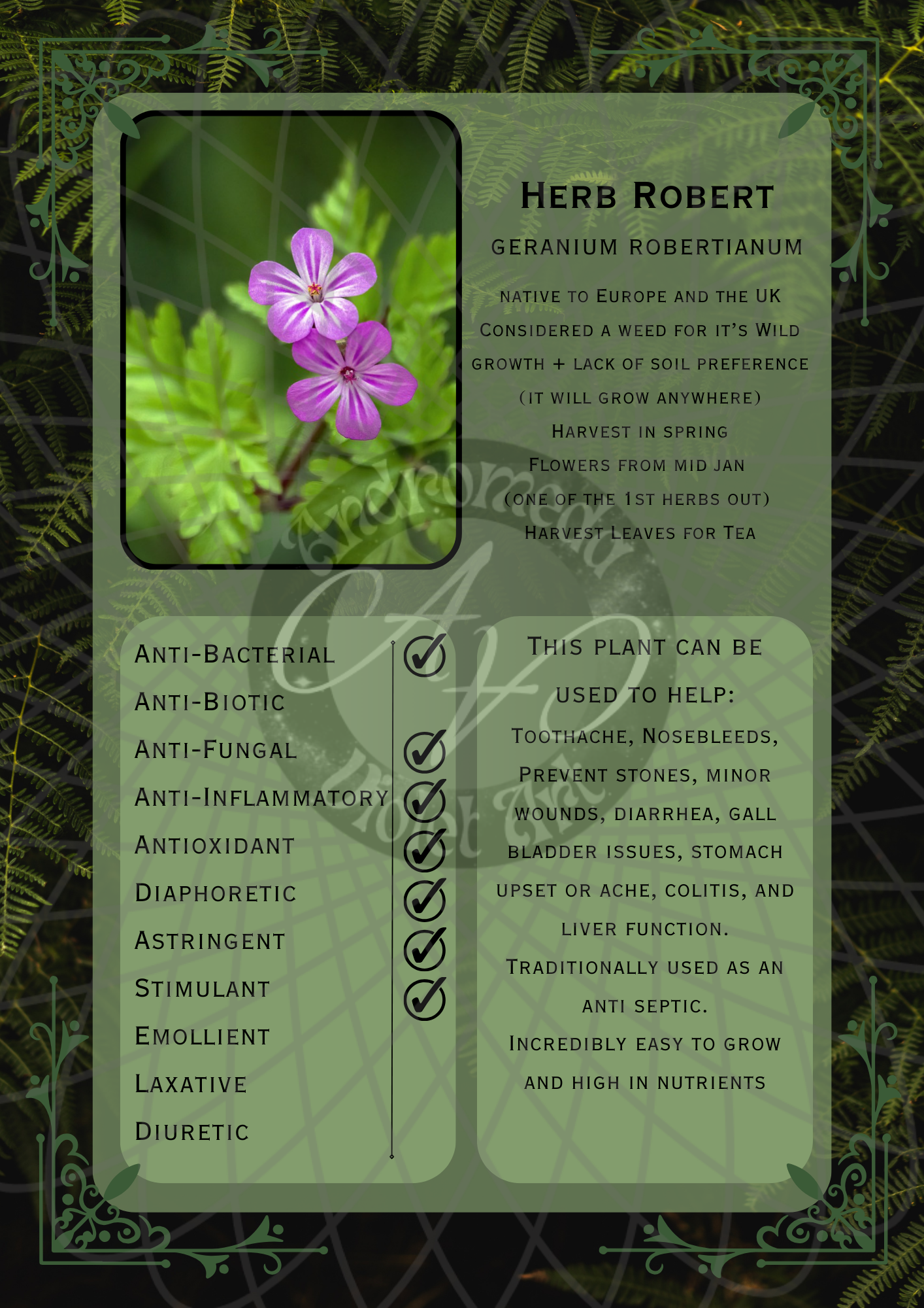 Herb Robert Dark -WM .png