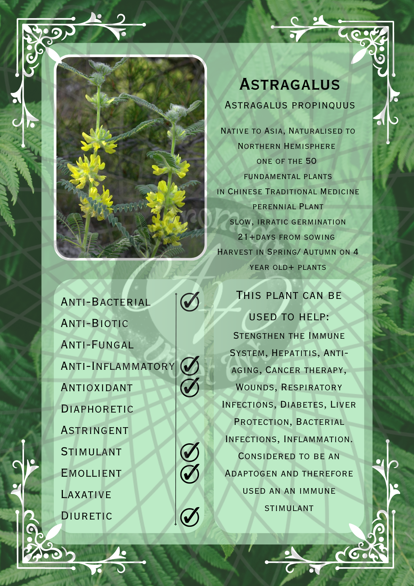 Astragalus Light -WM.png