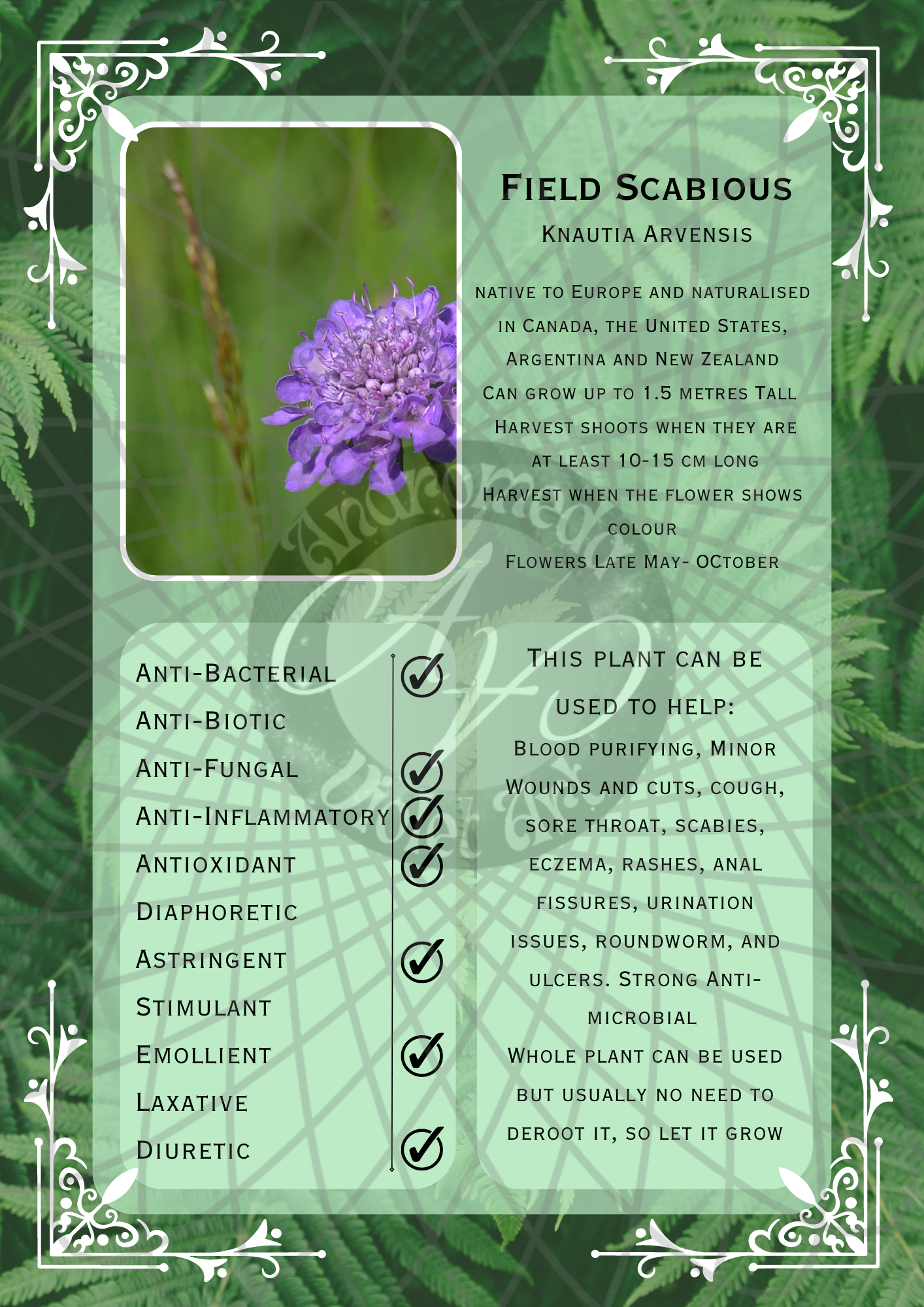 Field Scabious Light -WM .png