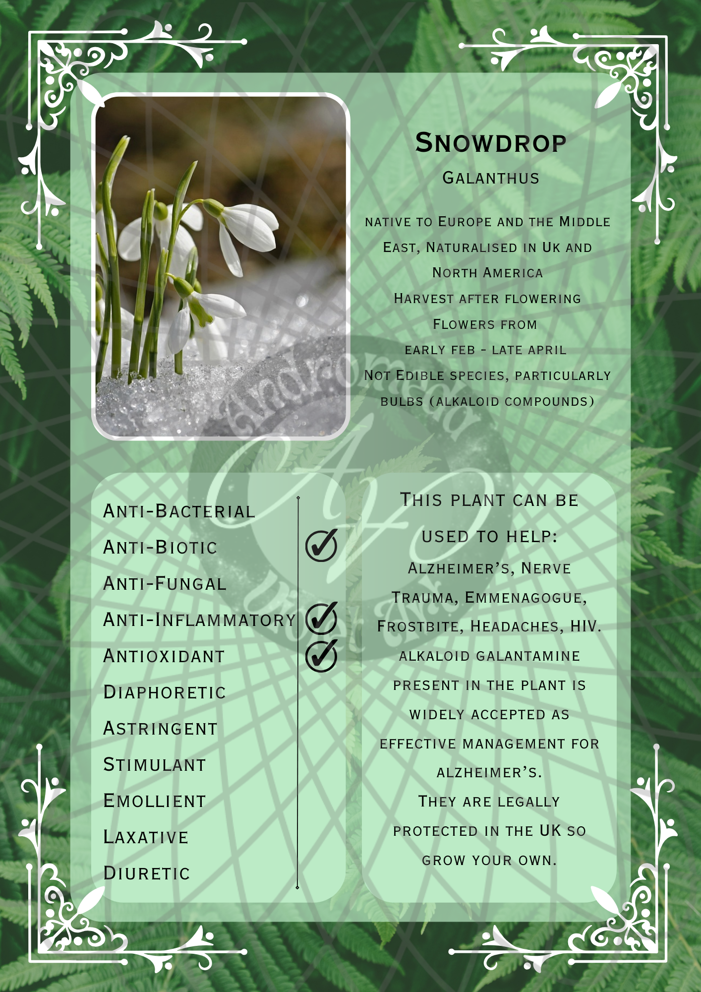 Snowdrop Light -WM.png