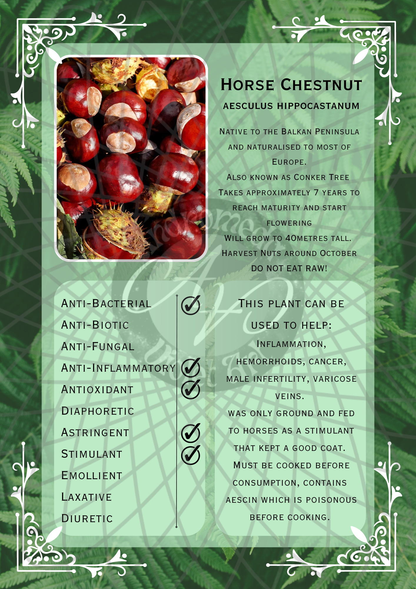 Horse Chestnut Light -WM.png
