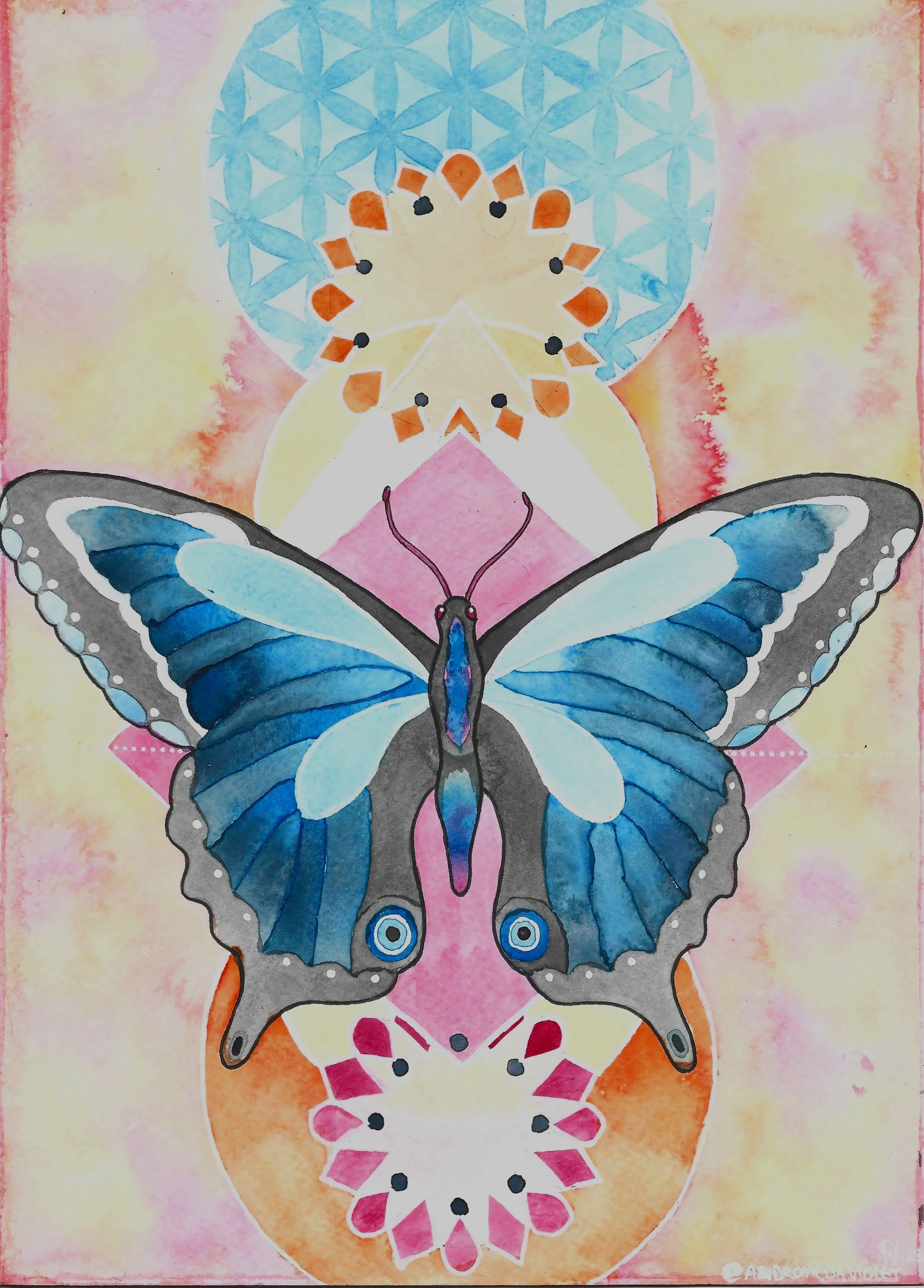Butterfly+Transformation.jpg