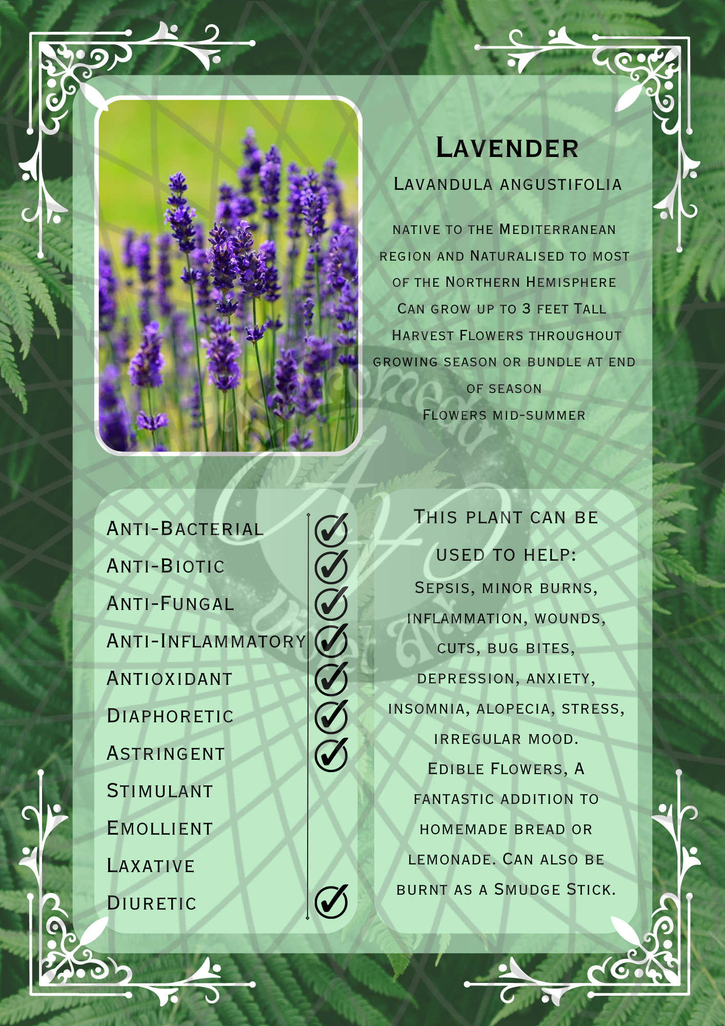 Lavender Light -WM.png